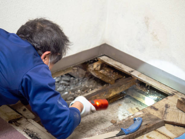 Best Attic Mold Removal  in Arthurtown, SC