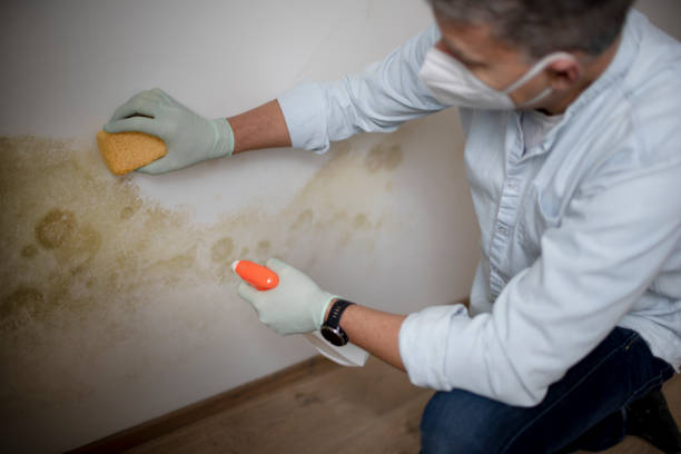 Best Local Mold Removal Service  in Arthurtown, SC