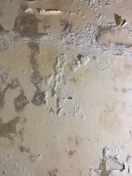 Best Professional Mold Removal  in Arthurtown, SC