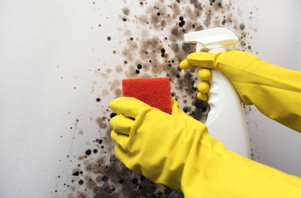 Best Mold Cleaning Services  in Arthurtown, SC