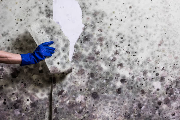 Best Commercial Mold Removal  in Arthurtown, SC